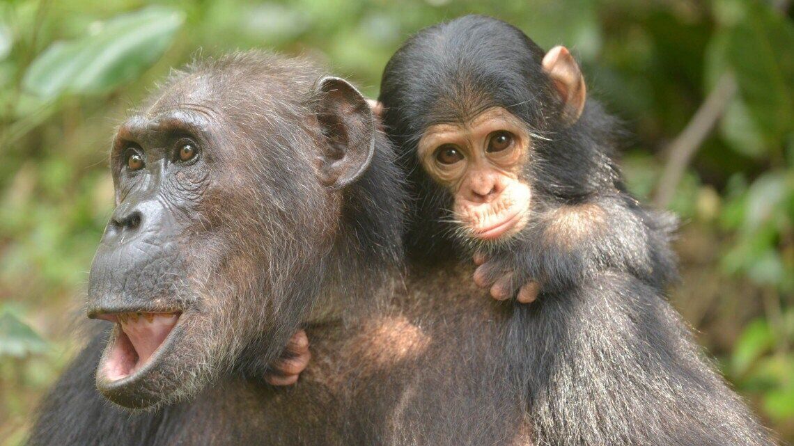 Baby chimps “thrive when their mums have lots of friends”